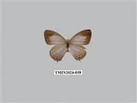 藏品(淡清雅波灰蝶)的圖片